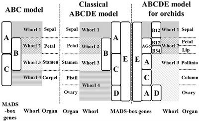 MADS-Box Gene Classification in Angiosperms by Clustering and Machine Learning Approaches